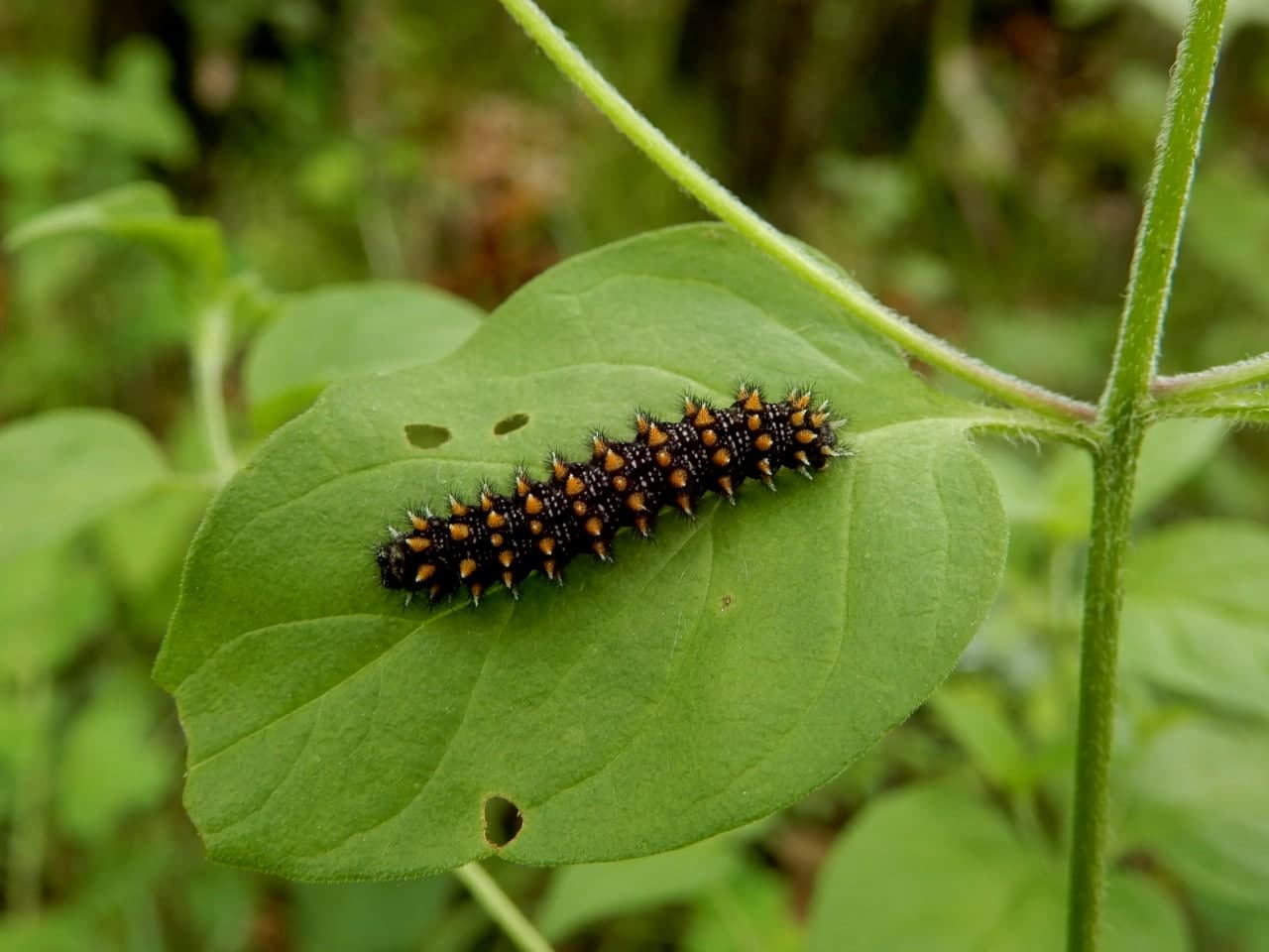 Bruco di ...Melitaea cfr athalia